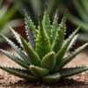 Aloe for Pure Hydration Herbalife Herbal Aloe Concentrate for Digestive Wellness